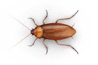 Large-Roaches-Hero-1_2X